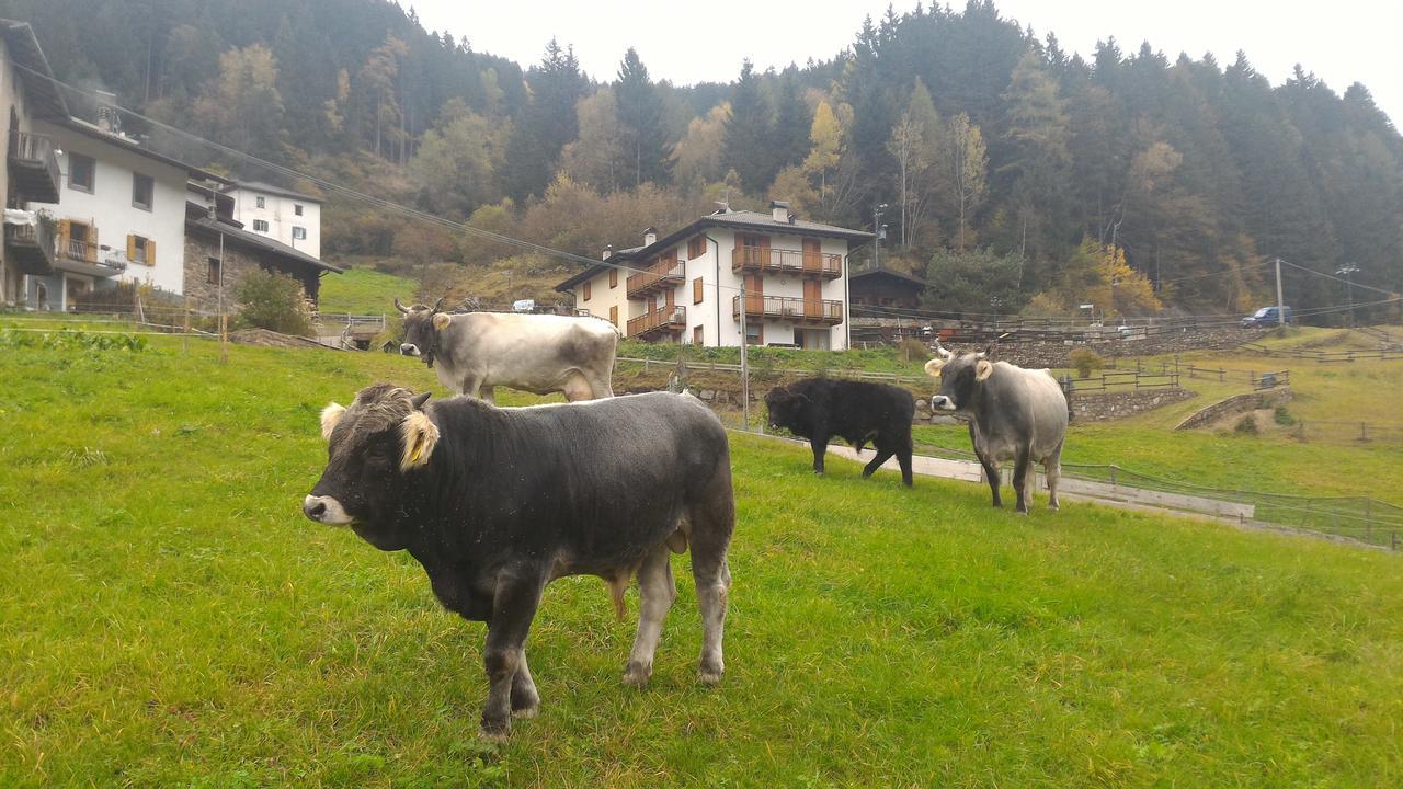 Apartament Il Cardo Trentino Bedollo Zewnętrze zdjęcie